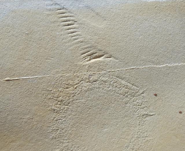 Palaequorea rygoli ADLER & RPER 2012 & Schleifspur indet. - Bild © FossNet FossilienStore
